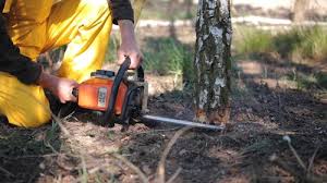 Best Tree Preservation Services  in San Leandro, CA