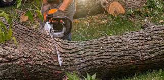 Best Lawn Pest Prevention  in San Leandro, CA