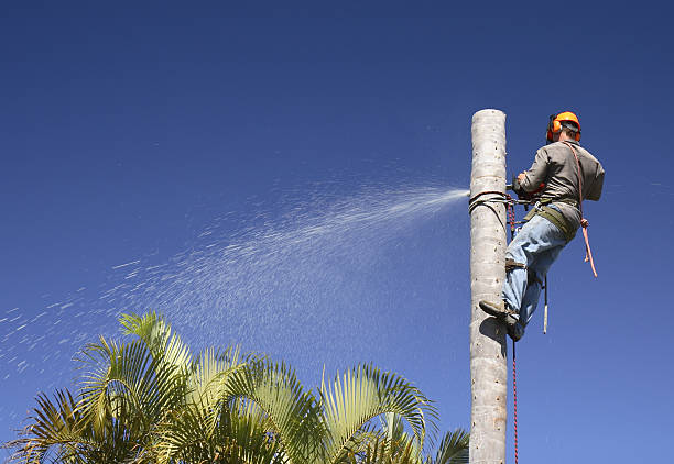  San Leandro, CA Tree Care Pros