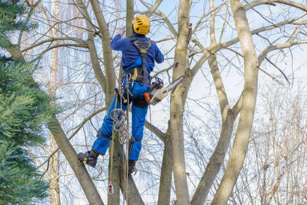How Our Tree Care Process Works  in  San Leandro, CA