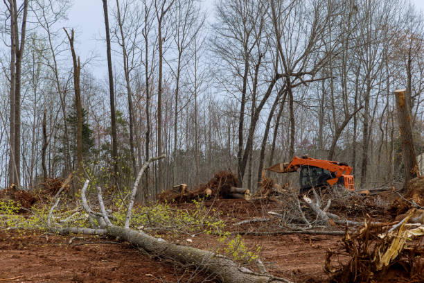 Best Lot and Land Clearing  in San Leandro, CA