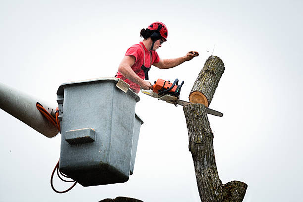 Best Tree Health Inspection  in San Leandro, CA