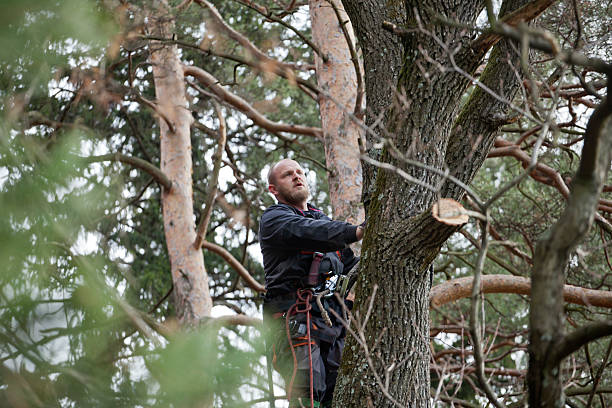 Best Hedge Trimming  in San Leandro, CA